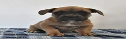 Mixed Breed dogs for sale: Leon - Ad 3