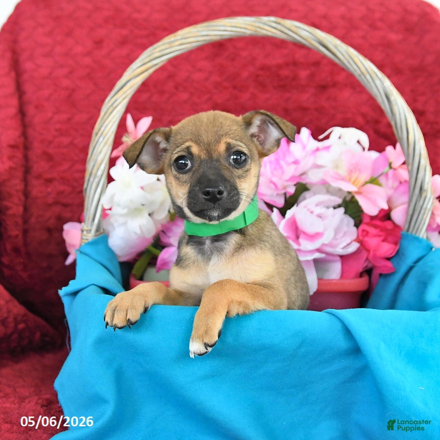 Chihuahua dogs Maple   - Ad 2