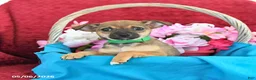 Chihuahua dogs for sale: Maple   - Ad 2