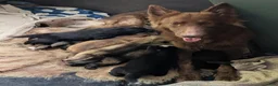 German Shepherd dogs for sale: Ratite  - Ad 8