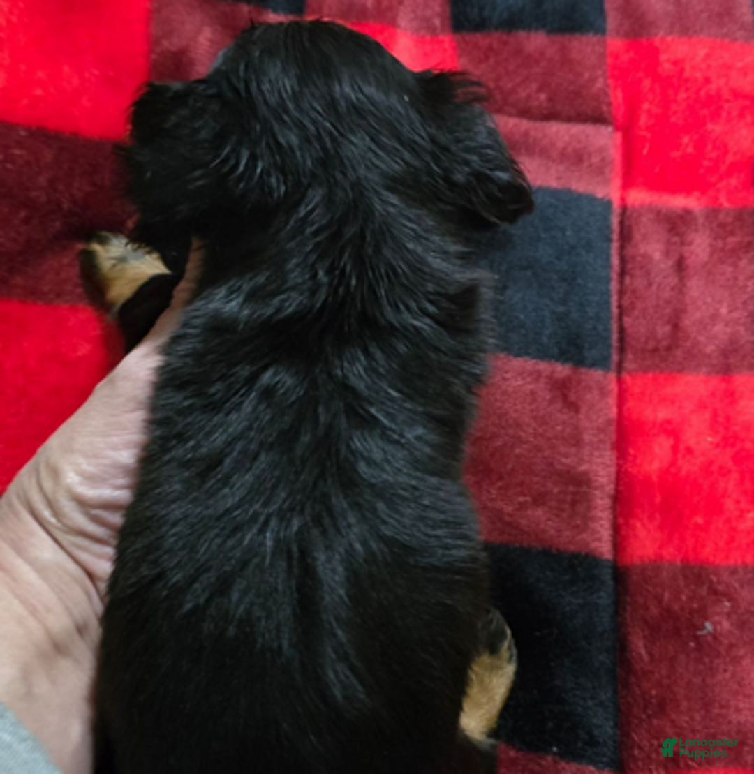 Dachshund dogs for sale: Bigger boy - Ad 5
