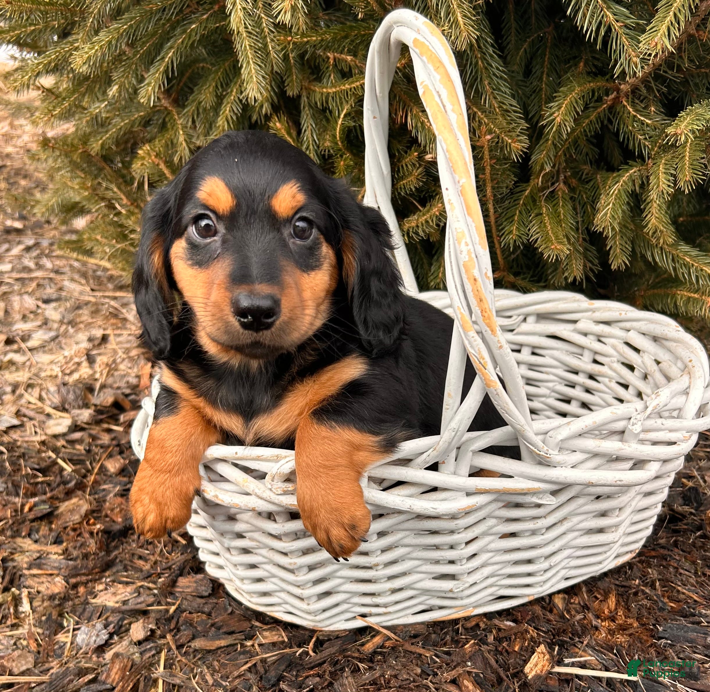Miniature Dachshund dogs Mack  - Ad 1
