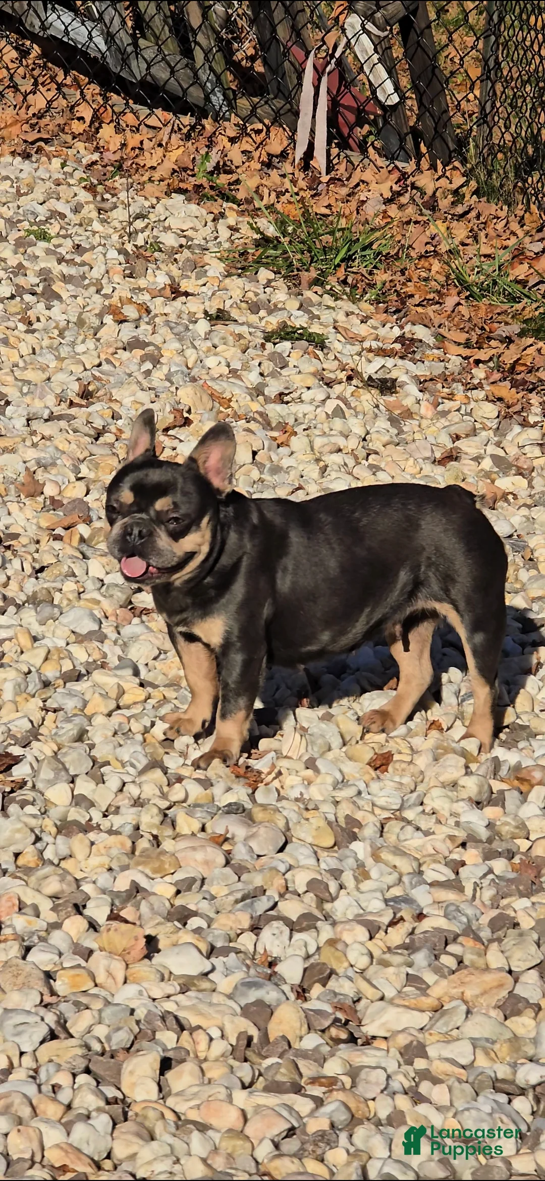 French Bulldog dogs for sale: Eve - Ad 4