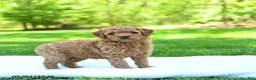 Mini Goldendoodle dogs for sale: Precious - Ad 1