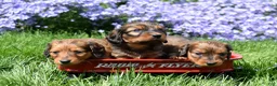 Miniature Dachshund dogs for sale: Hazel - Ad 8