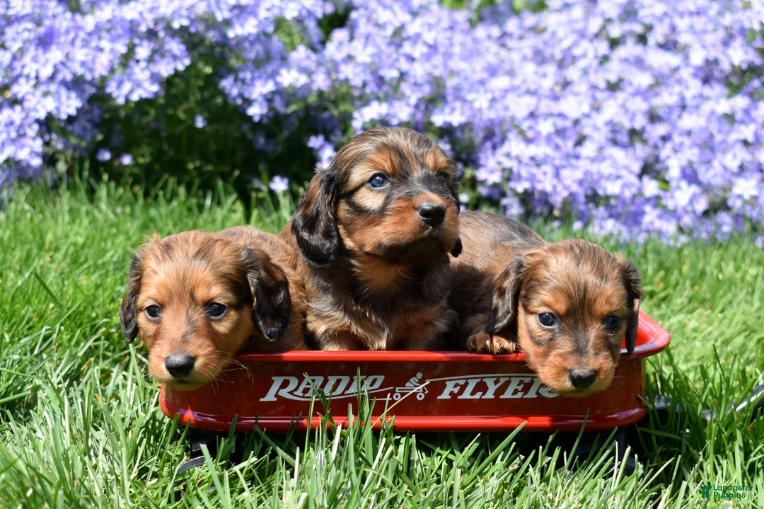 Miniature Dachshund dogs for sale: Hazel - Ad 8