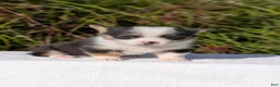 Welsh Corgi Pembroke dogs for sale: Willow - Ad 6