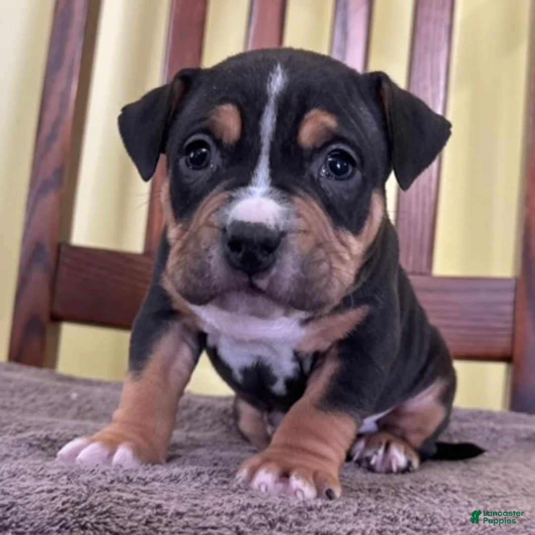 American Bully dogs for sale: Eli - Ad 3