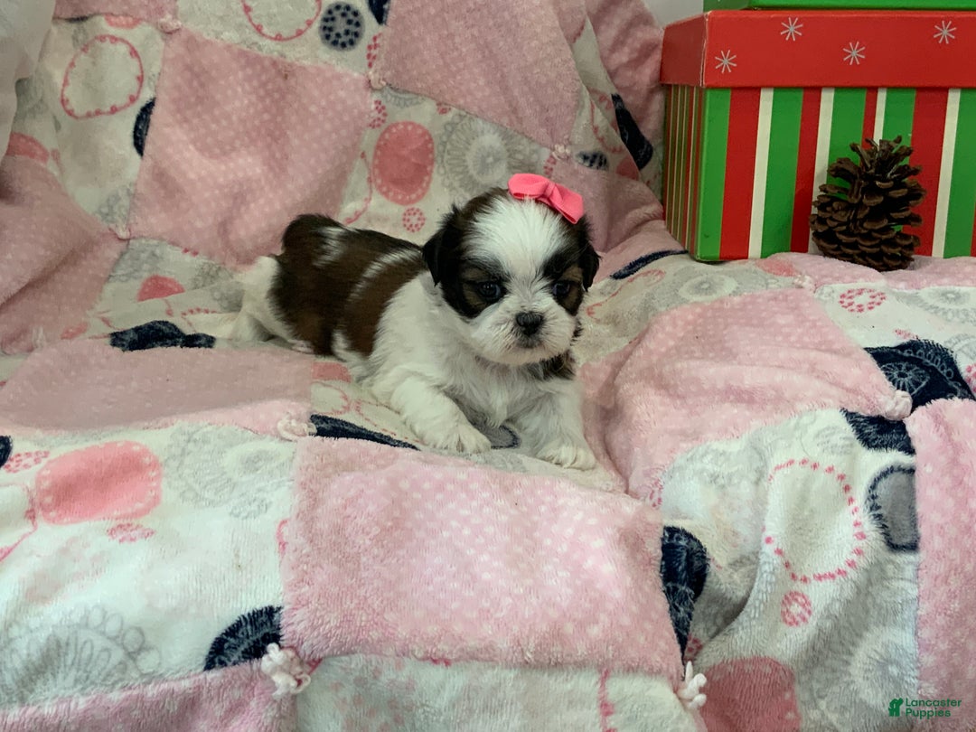 Shih Tzu dogs for sale: TINA - Ad 3