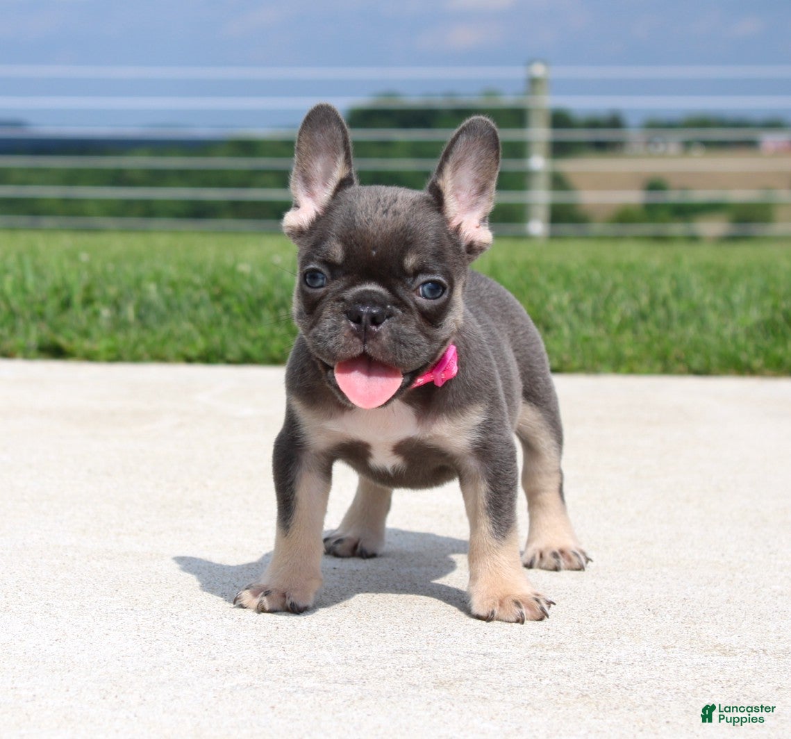 French Bulldog dogs Stella - Ad 1