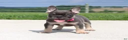 French Bulldog dogs for sale: Stella - Ad 5