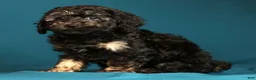 Miniature Poodle dogs for sale: Carla - Ad 6