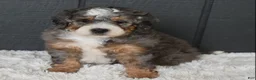 Mini Bernedoodle dogs for sale: Jester F1b - Ad 4