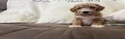 Miniature Poodle dogs for sale: Tucker - Ad 3