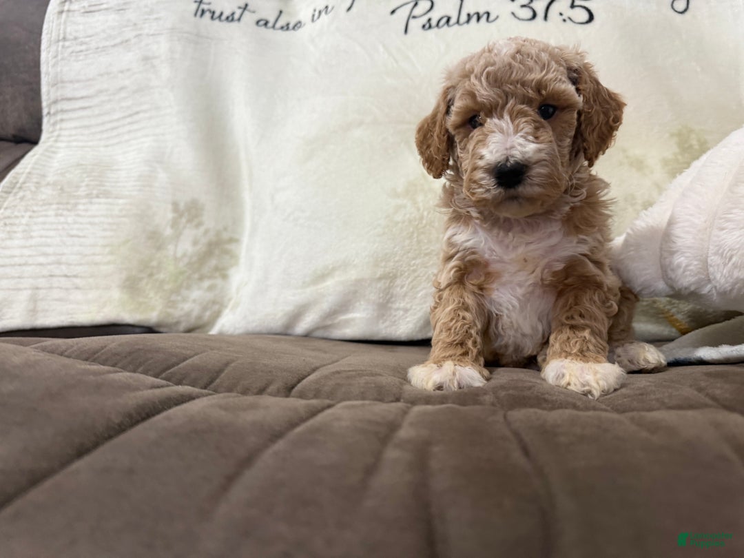 Miniature Poodle dogs for sale: Tucker - Ad 3