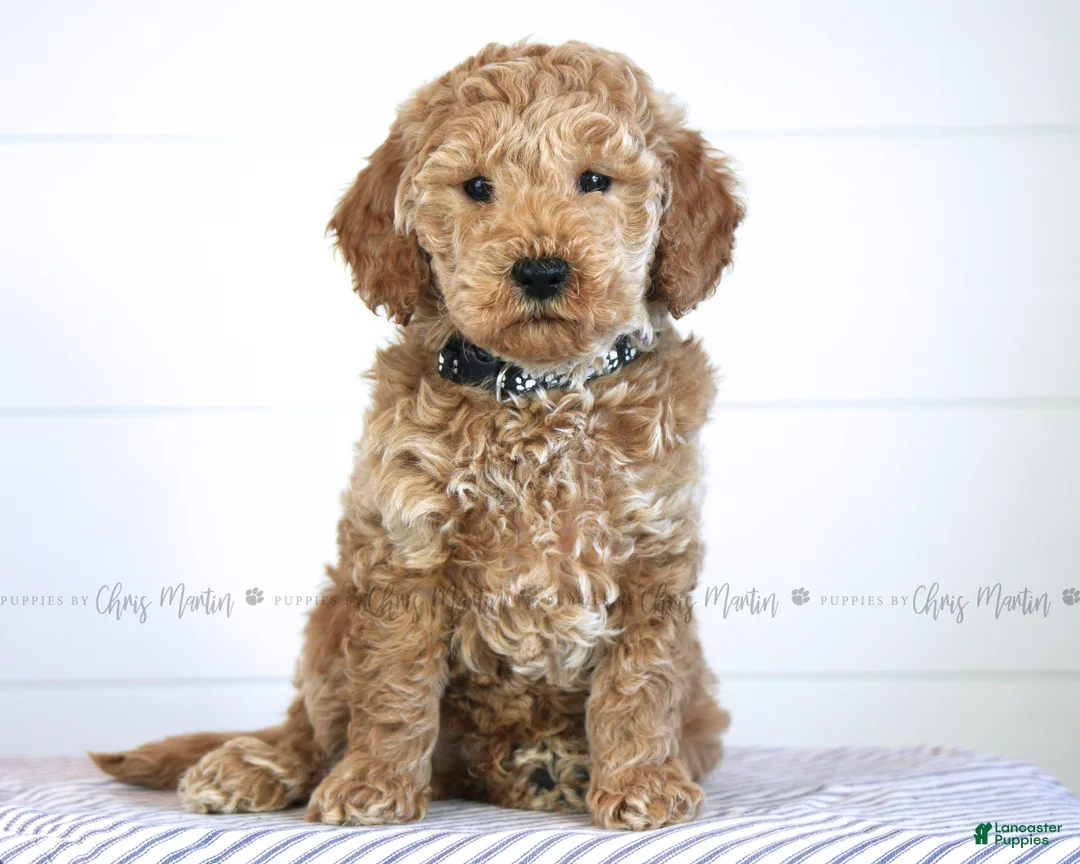 Mini Goldendoodle dogs for sale: Grant - Ad 2