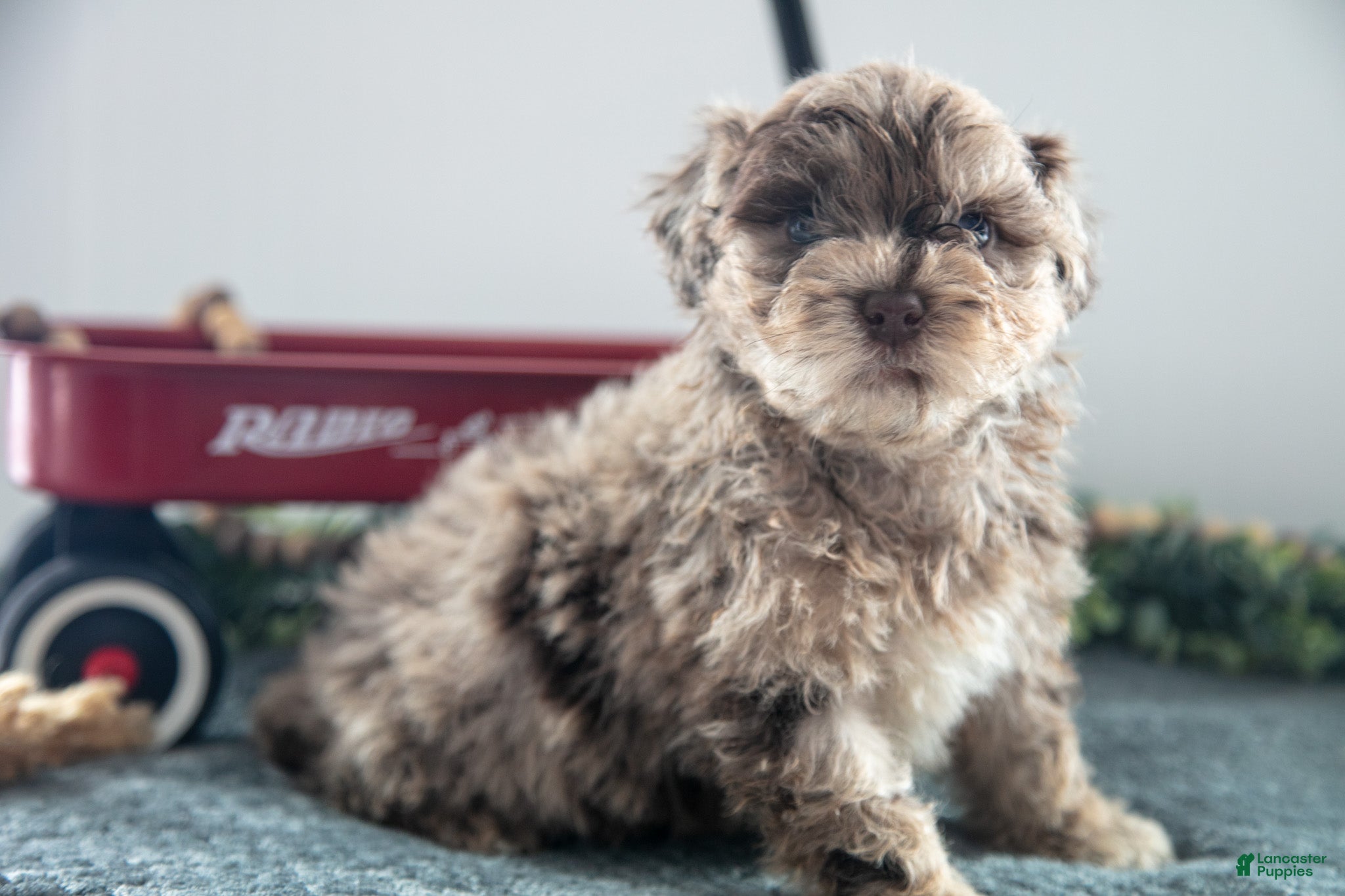 Mixed Breed dogs Brownie - Ad 2