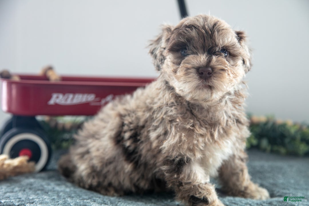 Mixed Breed dogs for sale: Brownie - Ad 2