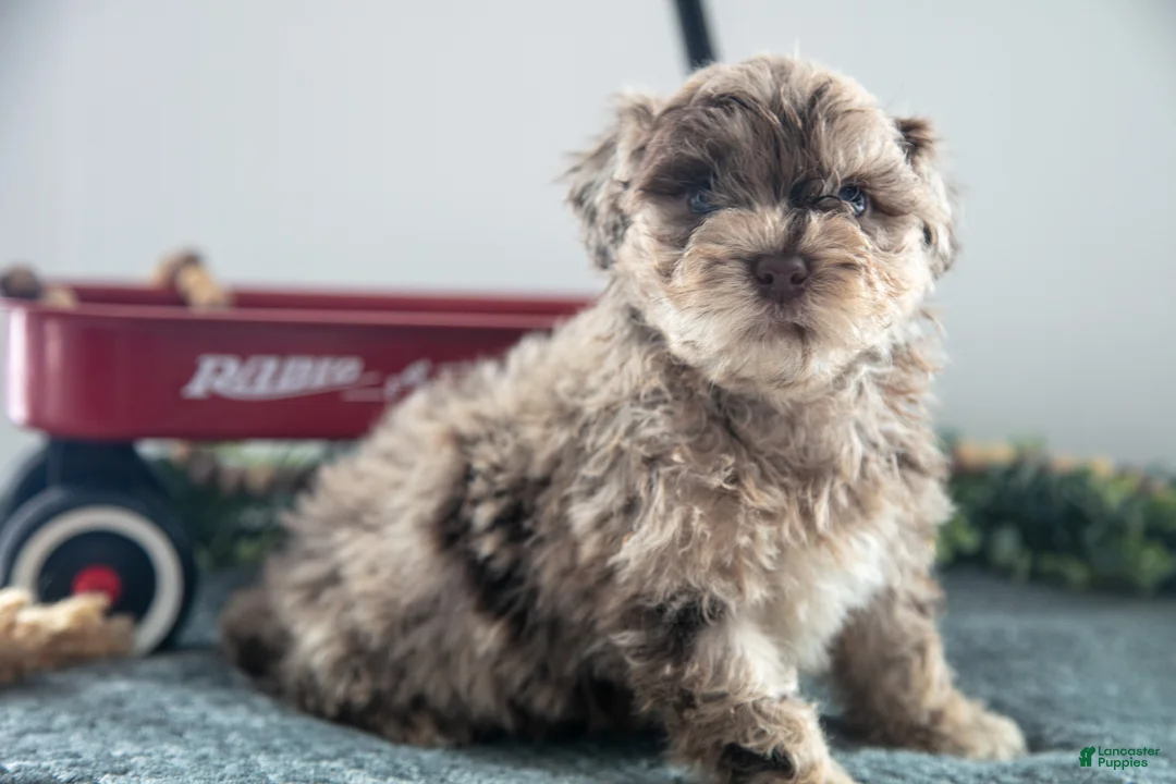 Mixed Breed dogs for sale: Brownie - Ad 2