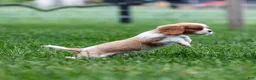 Cavalier King Charles Spaniel dogs for sale: Allen Cavalier King Charles Spaniel Puppy  - Ad 7