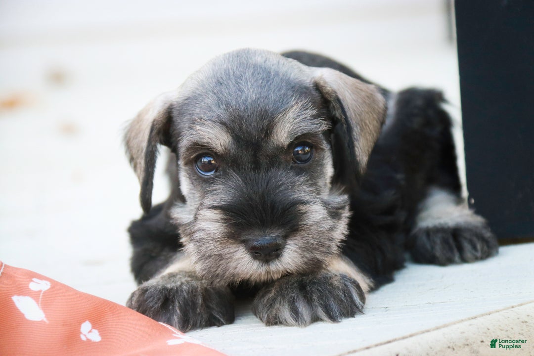 Miniature Schnauzer dogs for sale: Holly - Ad 2