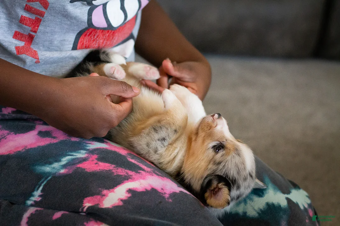 Mixed Breed dogs for sale: Cody - Ad 2