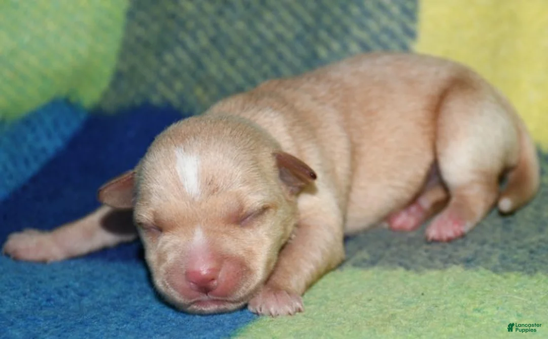 Rat Terrier dogs for sale: Molly - Ad 1