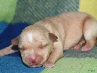 Rat Terrier dogs Molly - Ad 3