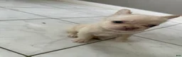 French Bulldog dogs for sale: Fluffy female cream or platinum  - Ad 5