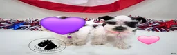 Miniature Schnauzer dogs for sale: Maverick black parti  - Ad 8