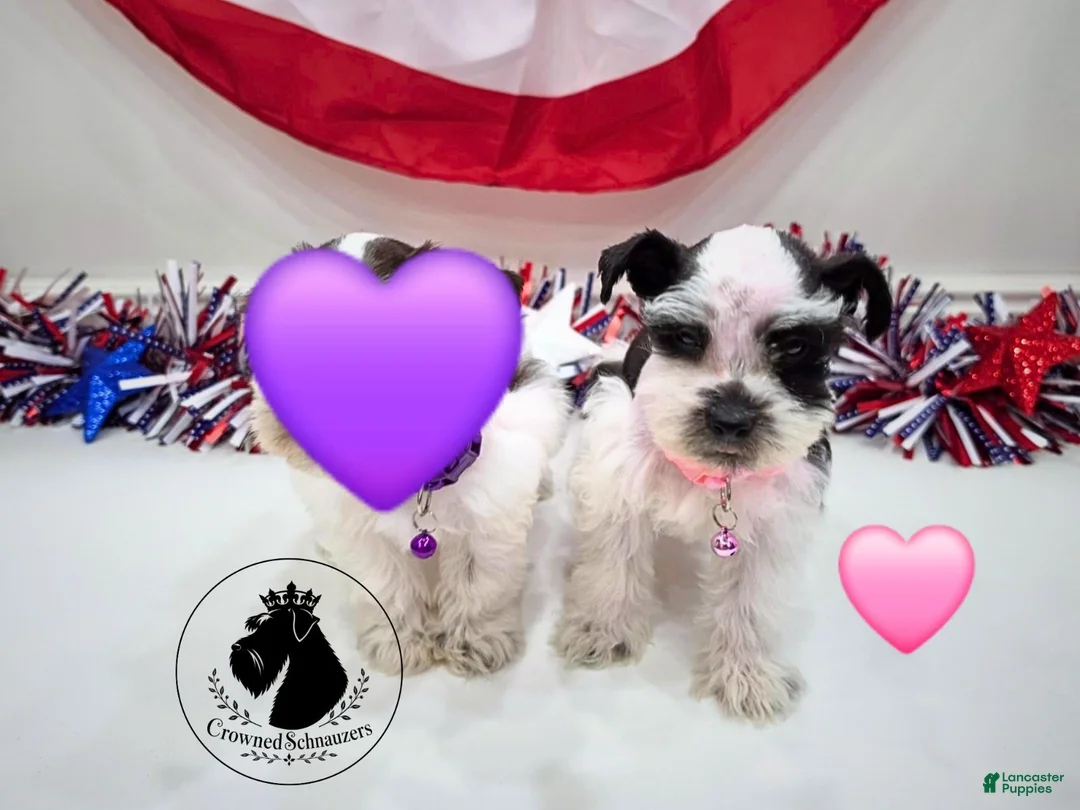 Miniature Schnauzer dogs for sale: Maverick black parti  - Ad 8