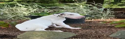 Great Dane dogs for sale: Pearl Great Dane  - Ad 10