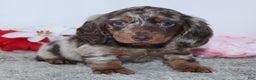 Miniature Dachshund dogs for sale: Haley - Ad 4