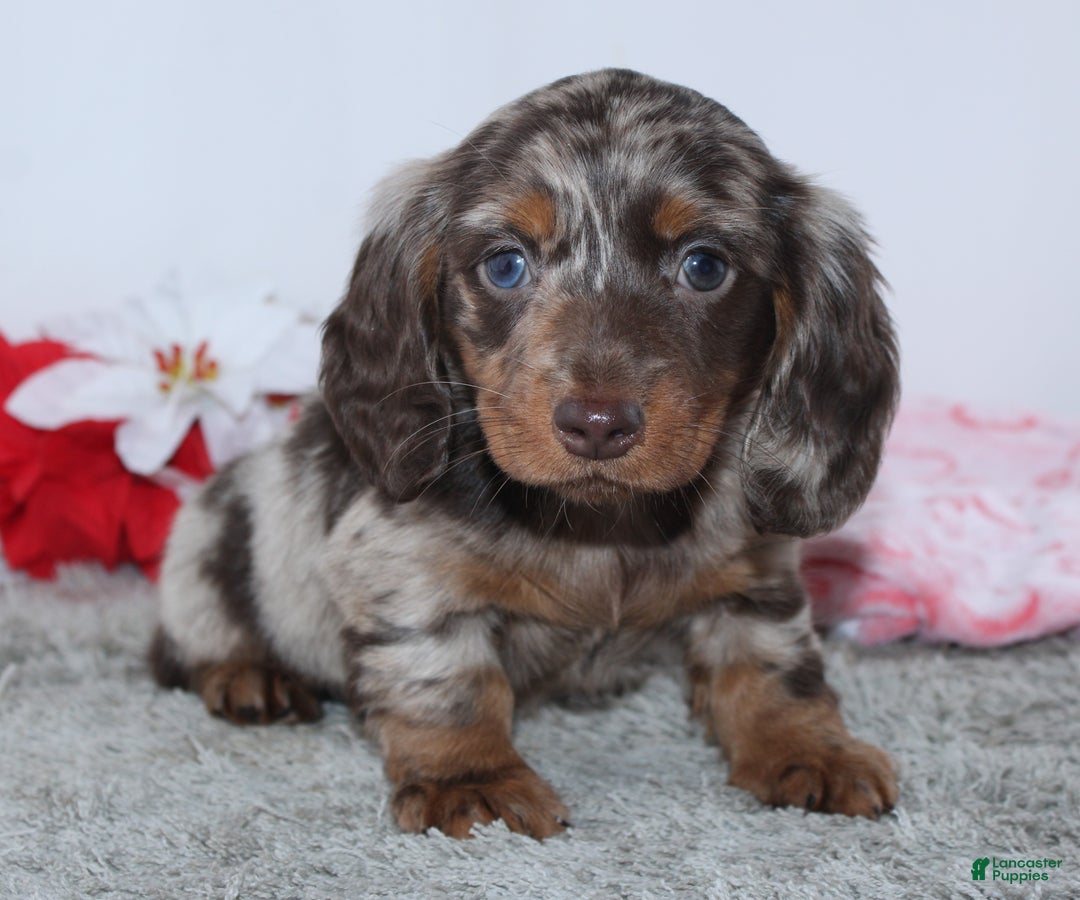 Miniature Dachshund dogs for sale: Haley - Ad 4