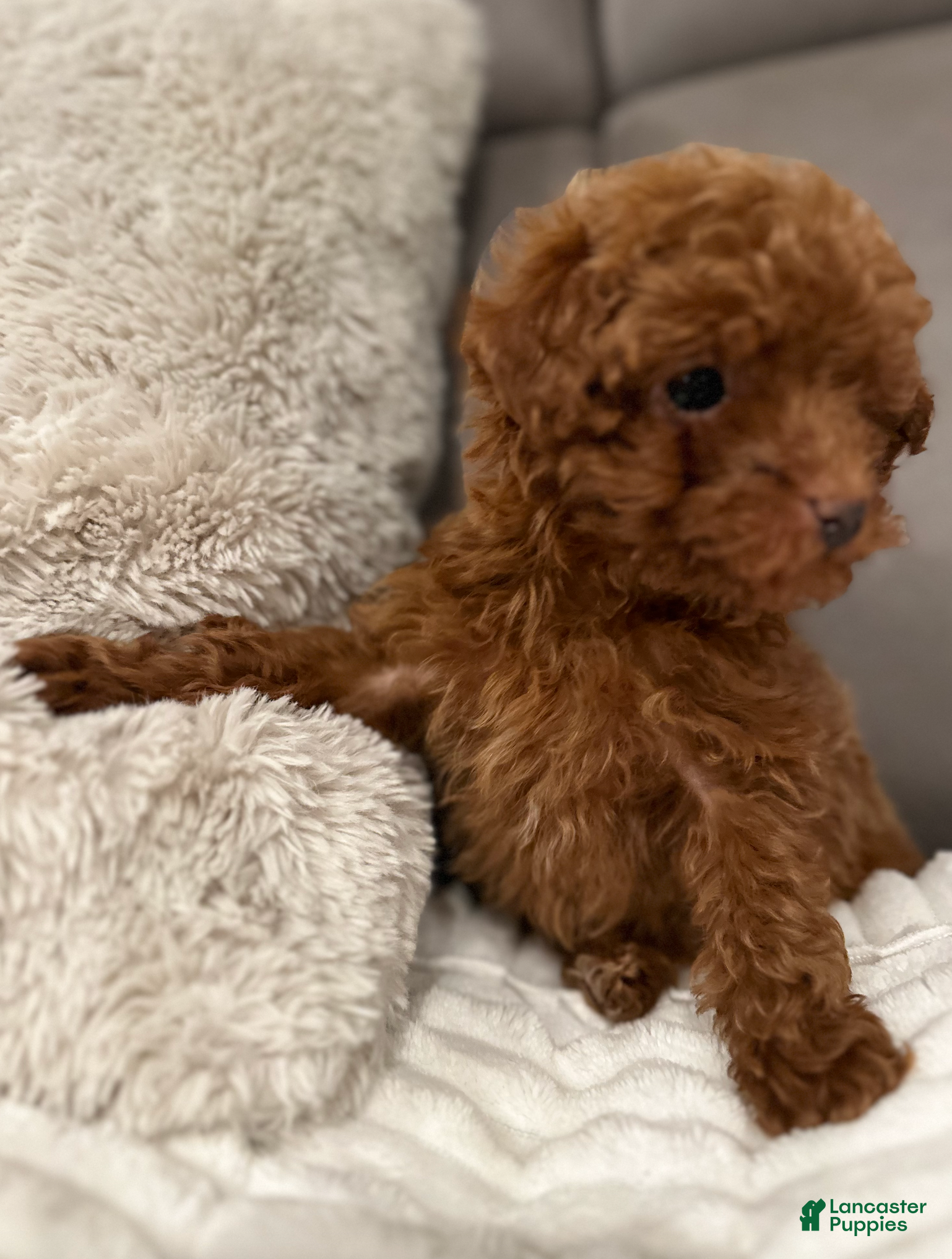 Toy Poodle dogs Teeny Thomas-AKC GENETICALLY TESTED - Ad 2