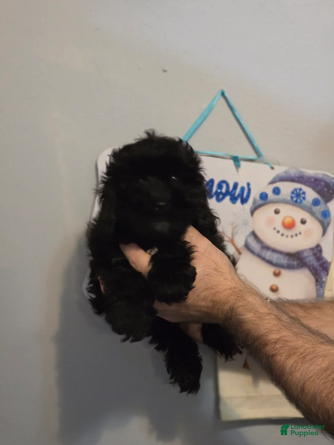 Cockapoo dogs for sale: Charlie - Ad 1