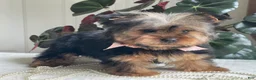 Yorkshire Terrier dogs for sale: Felicity - Ad 6