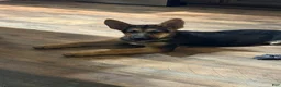 German Shepherd dogs for sale: Diesel - Ad 3