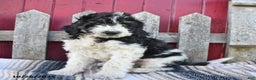 Bernedoodle dogs for sale: Sally - Ad 7