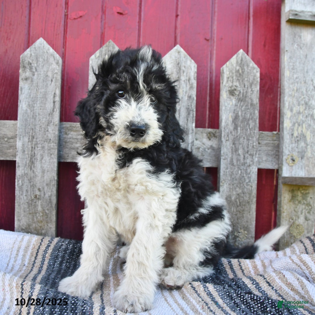 Bernedoodle dogs for sale: Sally - Ad 7
