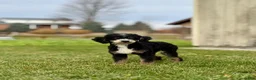Mini Bernedoodle dogs for sale: BO - Ad 6