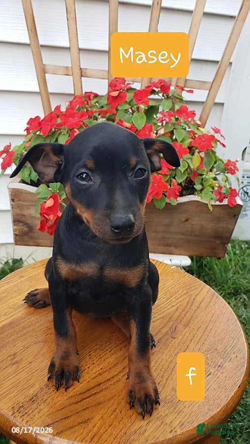 Miniature Pinscher dogs Masey - Ad 5