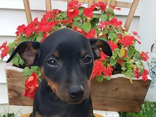Miniature Pinscher dogs Masey - Ad 5