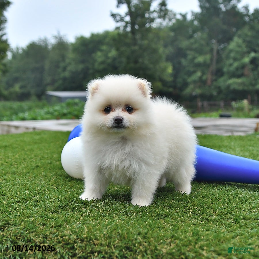 Pomeranian dogs Logan - Ad 1