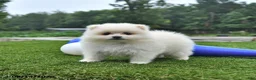Pomeranian dogs for sale: Logan - Ad 1