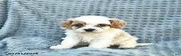 Cavapoo dogs for sale: North  - Ad 2