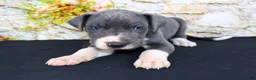 Great Dane dogs for sale: Slate - Ad 11