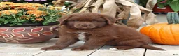 Newfoundland dogs for sale: Lacey - Ad 3