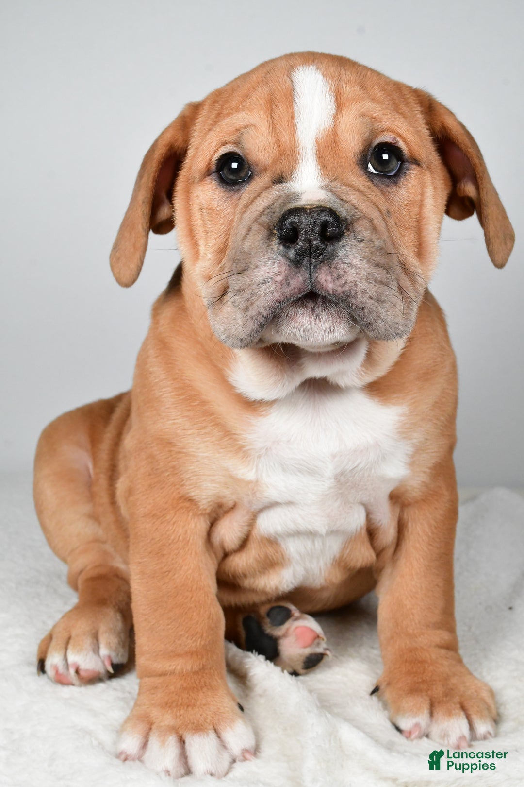 Beabull dogs for sale: Mason - Ad 3