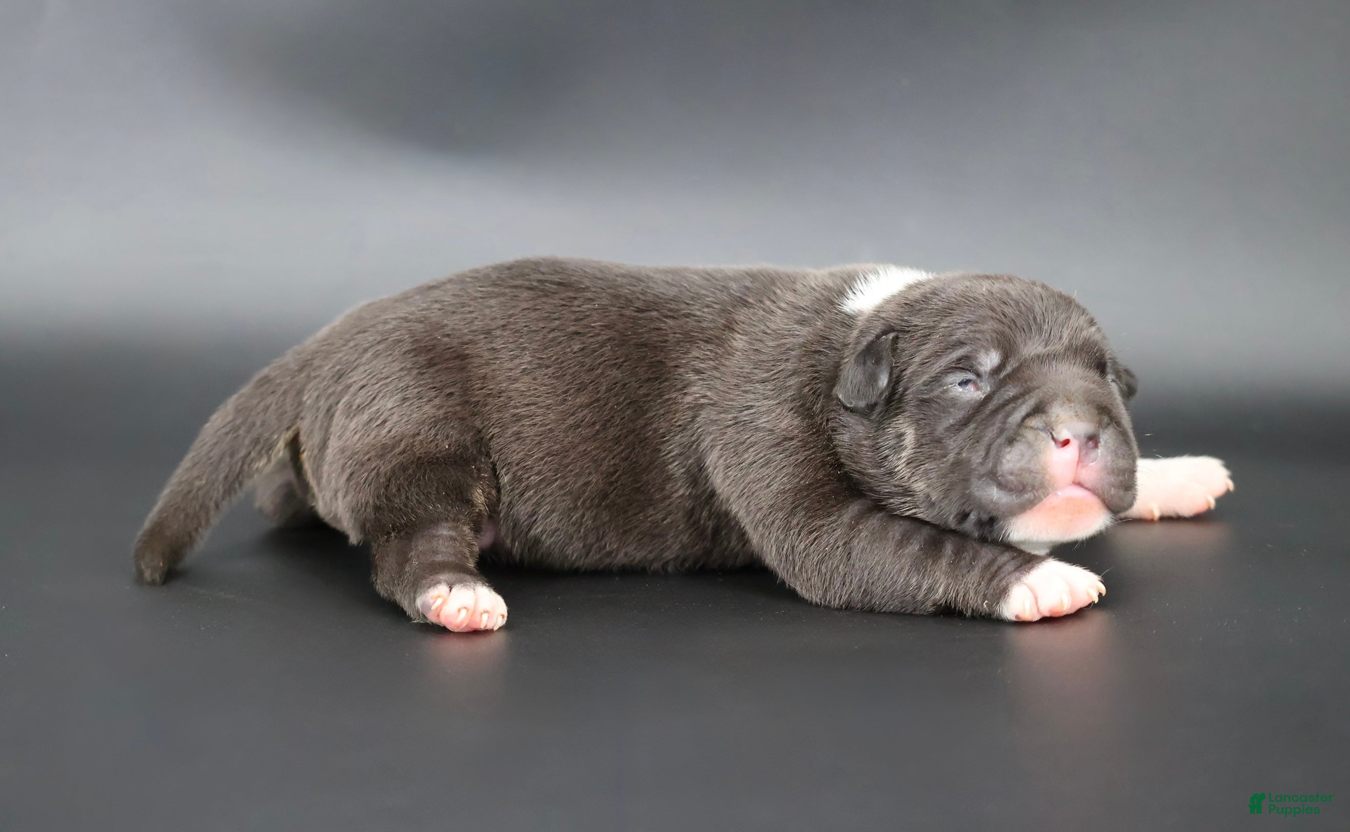 American Bully dogs Sterling - Ad 37